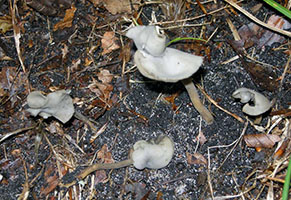 Helvella subglabra.